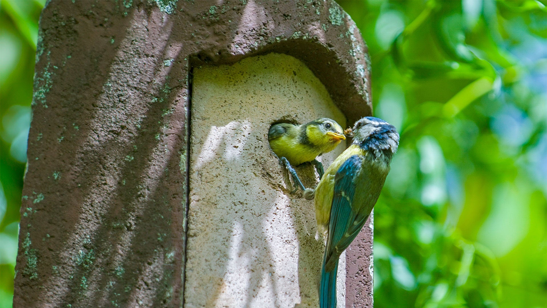 Blue tit feeding fledgling in nest box