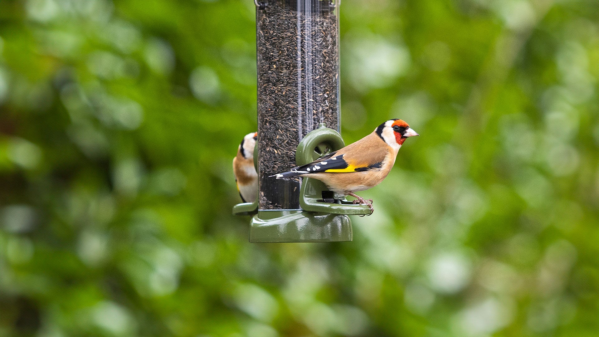 Gold finch on a niger seed feeder