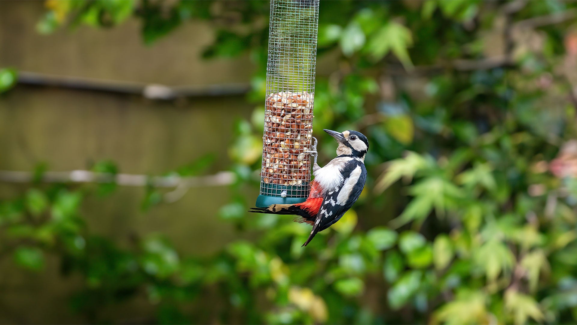 Spotted woodpecker feeding from mesh peanut feeder
