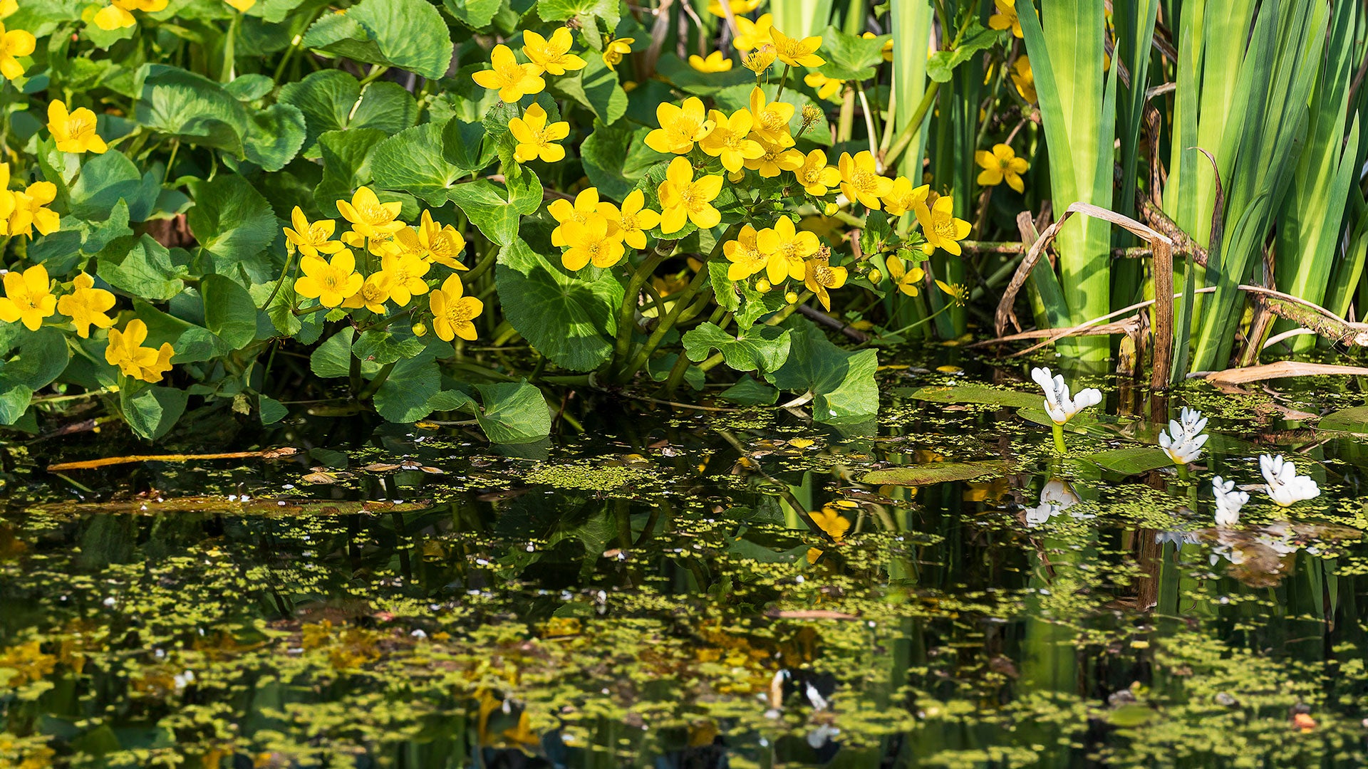A wild pond with yellow flowers and lily pads