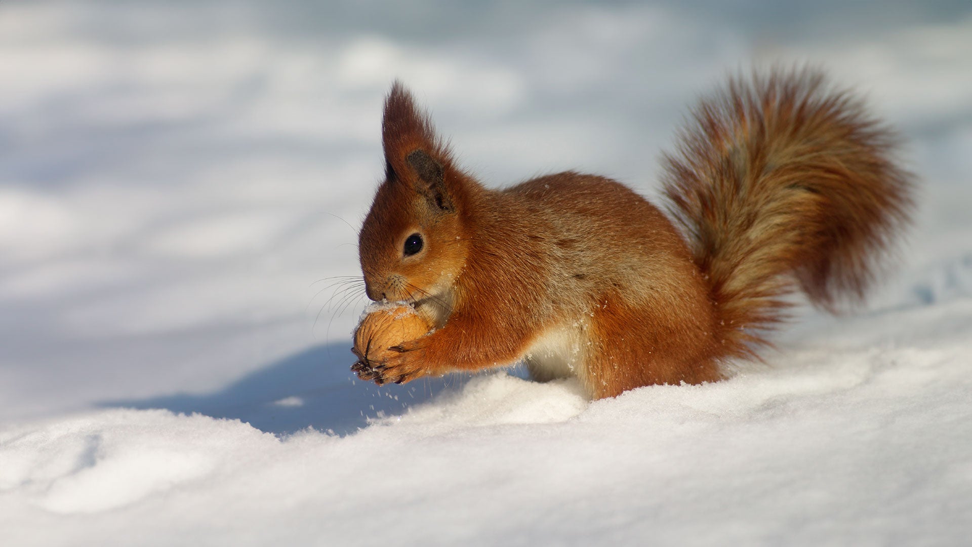 Red squirrel in snow with a walnut
