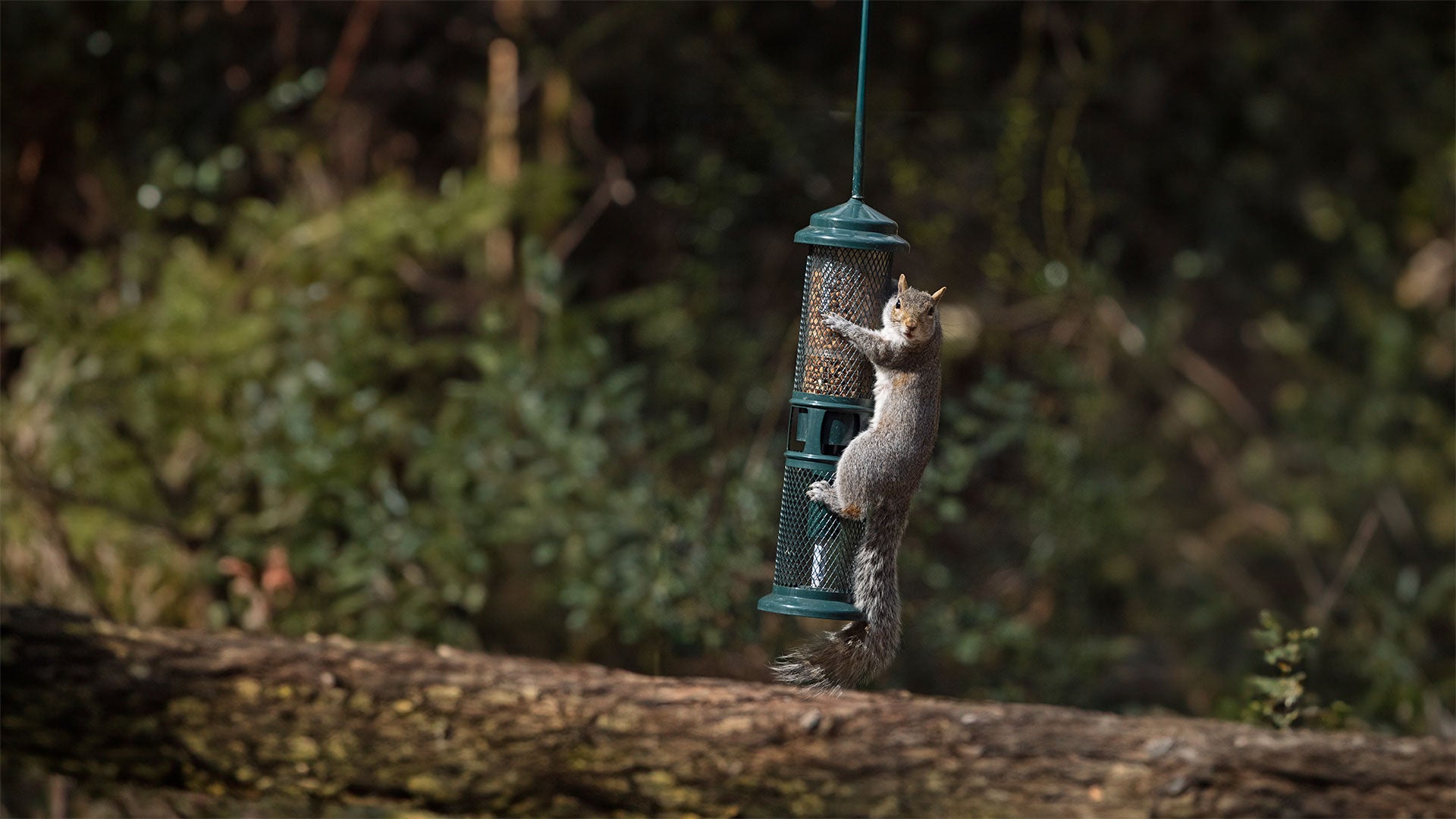 Grey squirrel hanging onto a squirrel buster feeder