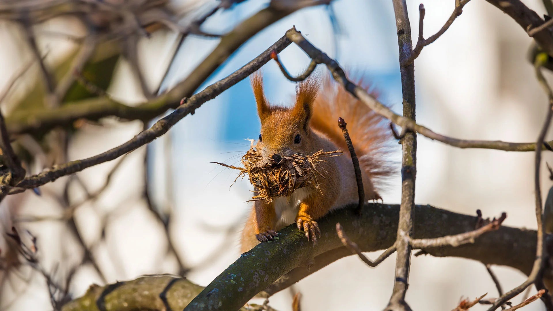 Squirrel Feeders