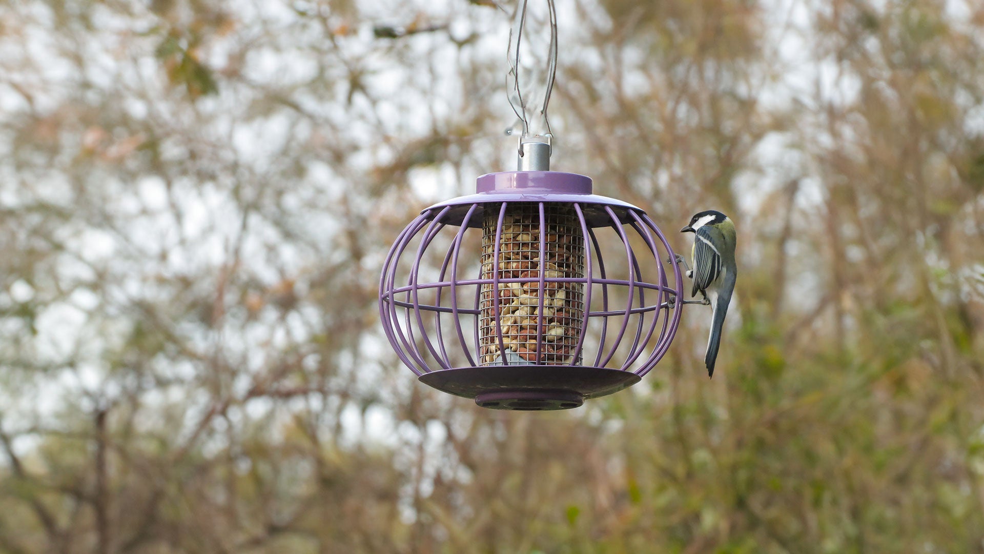 Blue tit on a purple caged bird feeder