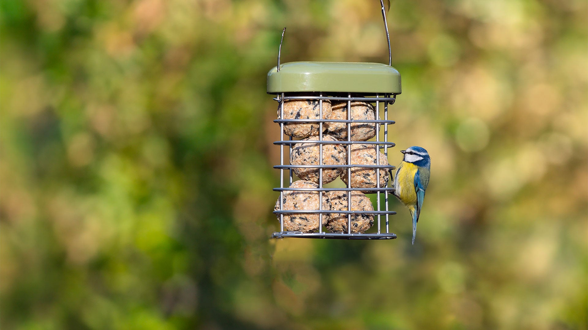 Blue tit on a fat ball holder