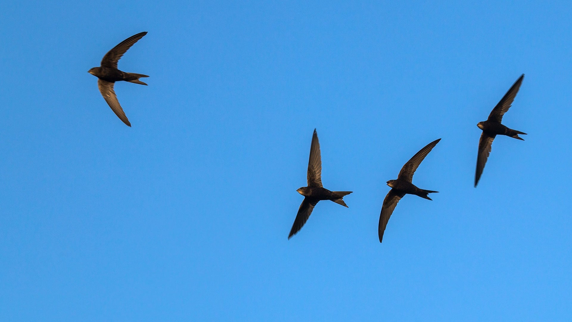 Swift in flight in blue sky