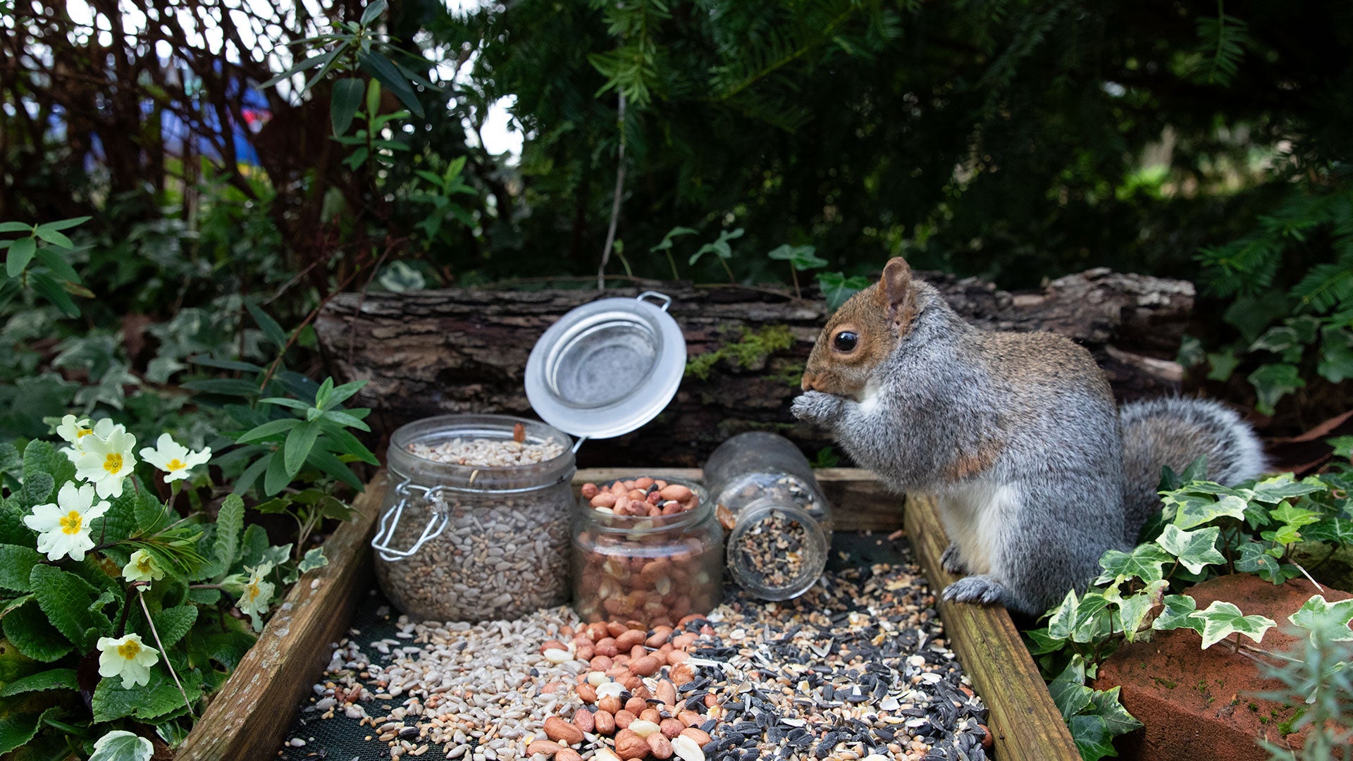Grey squirrel eating a tray of food