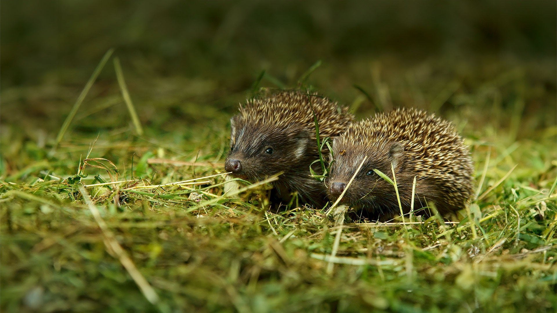 Two baby hedgehogs 