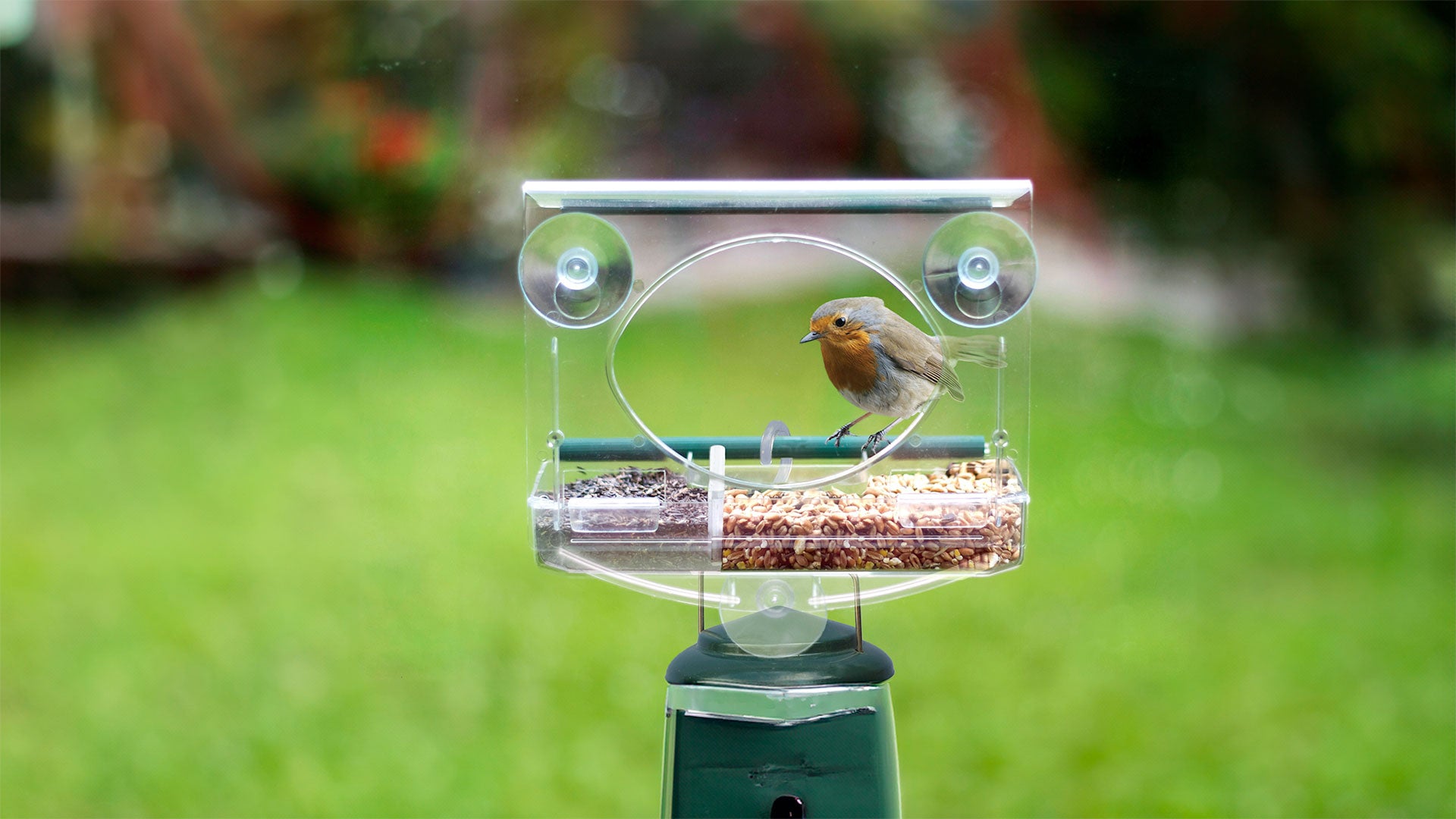 Robin on a window feeder