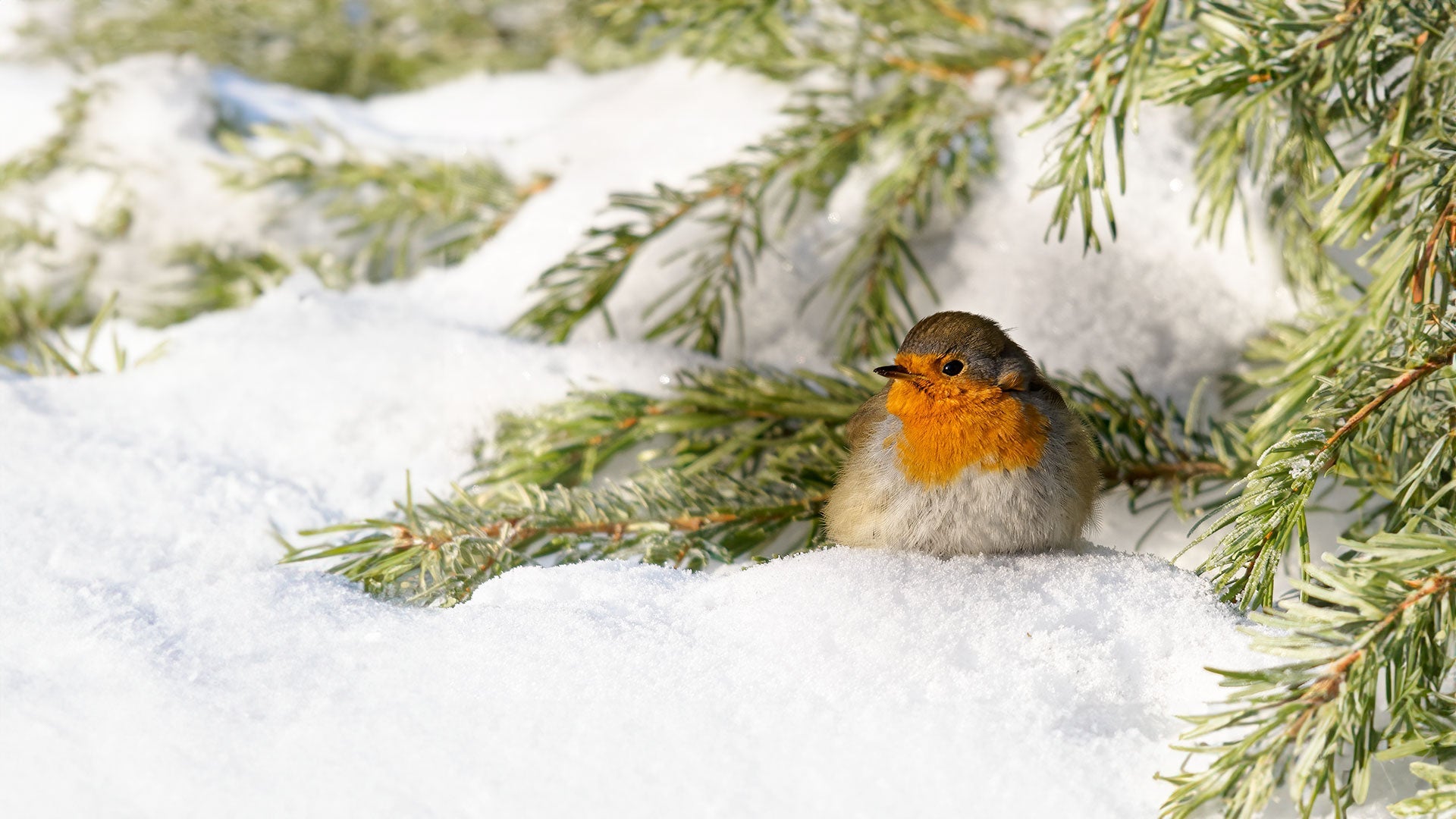 Winter Bird Food from Ark Wildlife UK