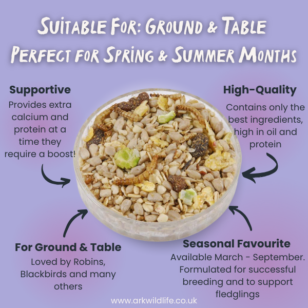 why buy summer bird food