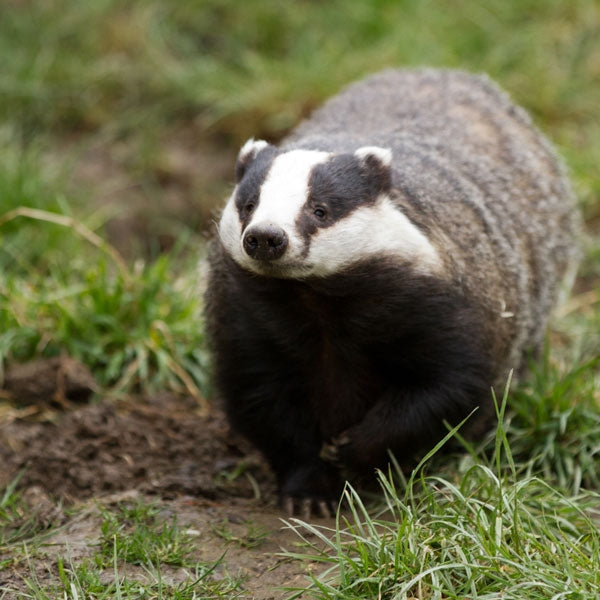 Ark Badger Food; Badger coming to dinner; Badgers eating food