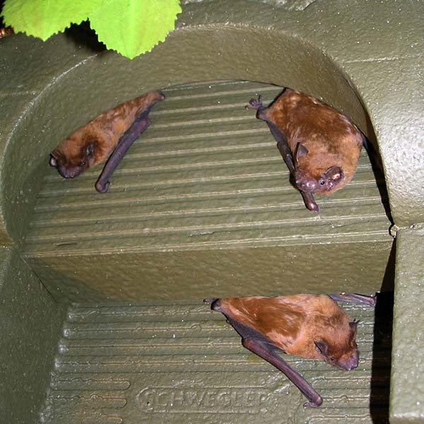 Bats in a bat box;Bats in a bat box