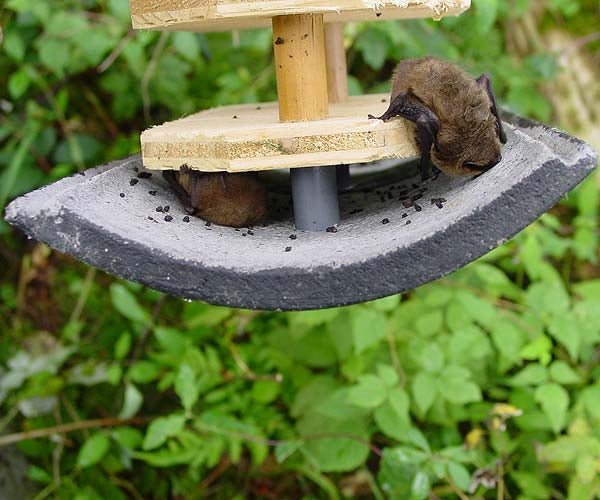 Schwegler 2F Bat Box with Double Front Panel; Schwegler 2F Bat Box with Double Front Panel sited on a tree; Bats sleeping in a Schwegler 2F Bat Box with Double Front Panel; Schwegler 2F Bat Box With Double Front Panel