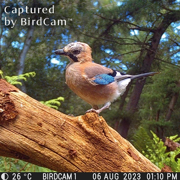 BirdCam;BirdCam for perspective;BirdCam interior;BirdCam image