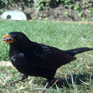 Small Raisins and Sultanas; Black bird feeding on Small Raisins and Sultanas