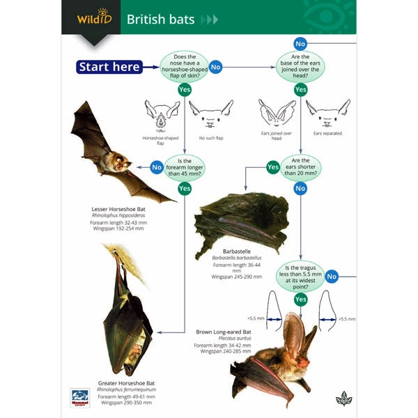 FSC Guide to British Bats; FSC Guide to British Bats; FSC Guide to British Bats