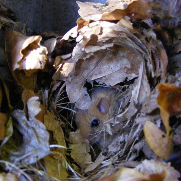 Schwegler 2KS Common Dormouse