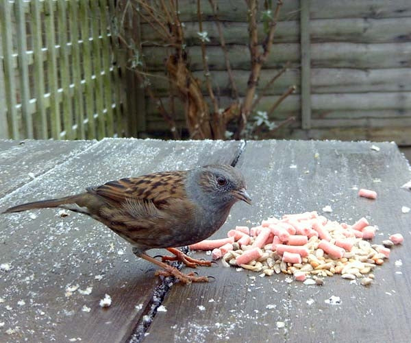 Ark Mixed Suet Pellets for Birds; Dunnock eating berry pellets; Blackbird eating insect pellets; Robin eating insect pellets