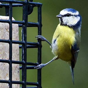 Suet Feast Feeder; Suet Block Feeder; Blue Tit Feeding on Suet Feast