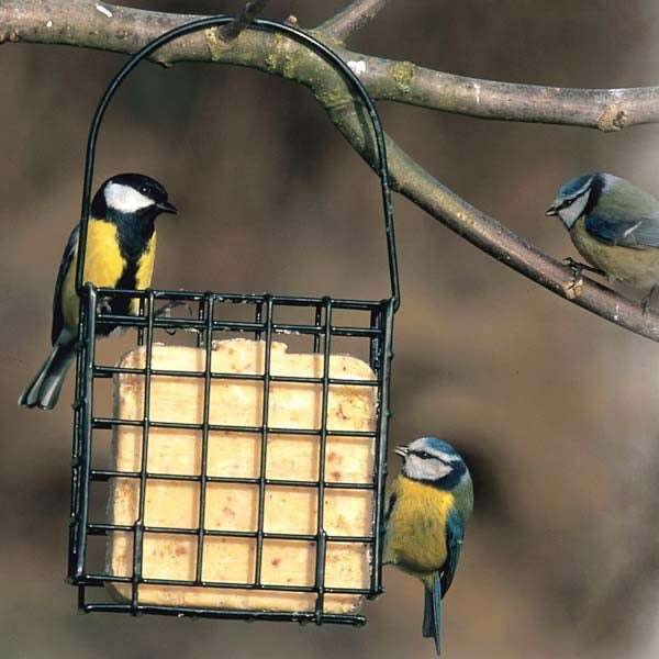 Suet Feast Feeder; Suet Block Feeder; Blue Tit Feeding on Suet Feast