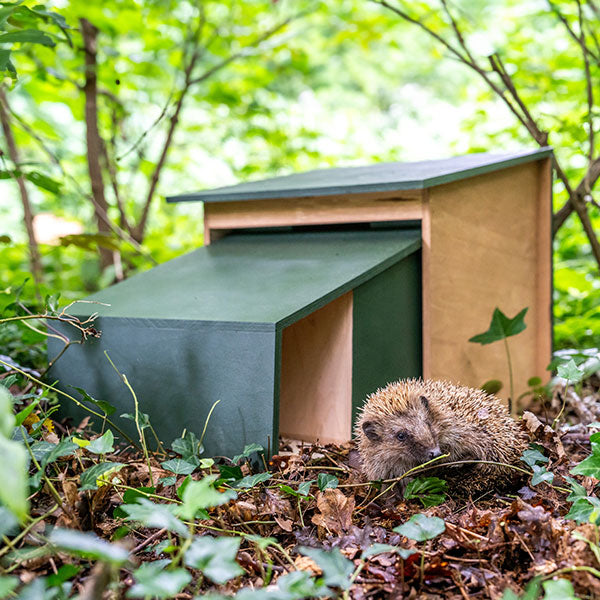 large hedgehog house