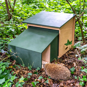 hedgehog with house in nature