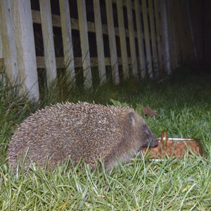 Ark Hedgehog Food Original 