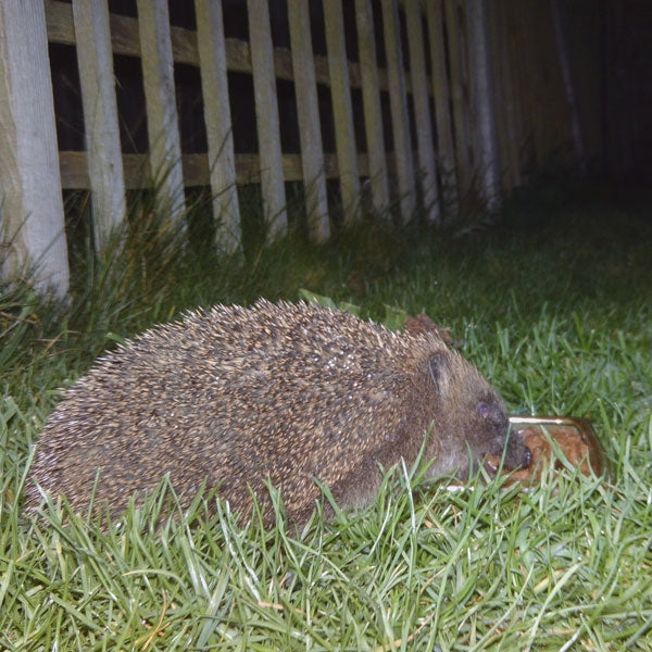 Hedgehog House, Bedding Food and Guide; Dutch Barn Hedgehog House in garden; Starter Pack for any hedgehog house; Hedgehog eating