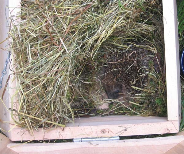 Large, deeper bed chamber for greater insulation for hibernating hedgehogs; Hedgehog House with hinged inspection roof; Large eaves overhang the hedgehog house to stop water ingress; Hibernating hedgehog in a Hedgehog House with Hinged Inspection Roof
