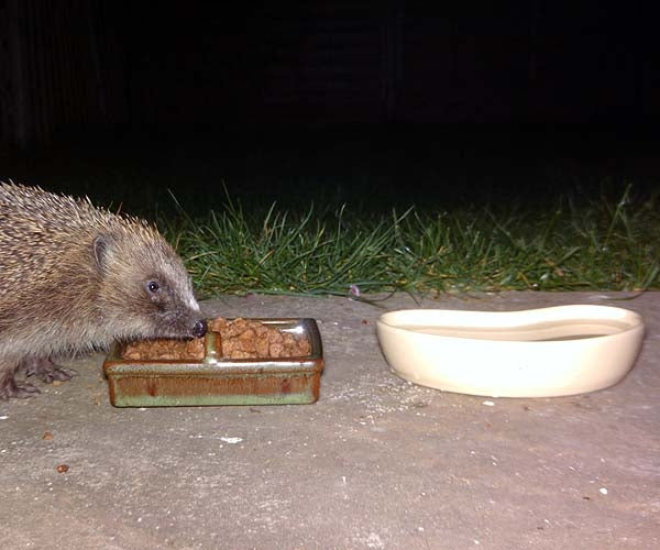 Hedgehog water drinking bowl