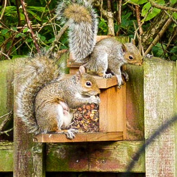 Joanne Thomas - Squirrel Feeder