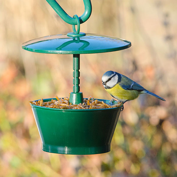 blue tit eating mealworms