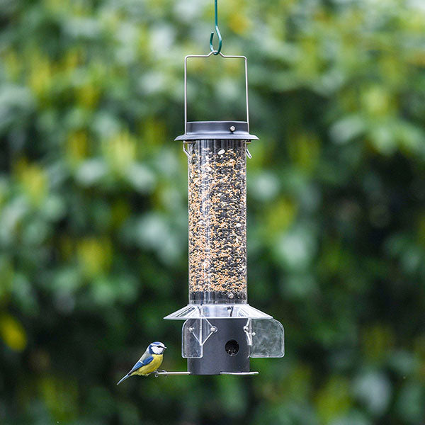 blue tit on bird feeder