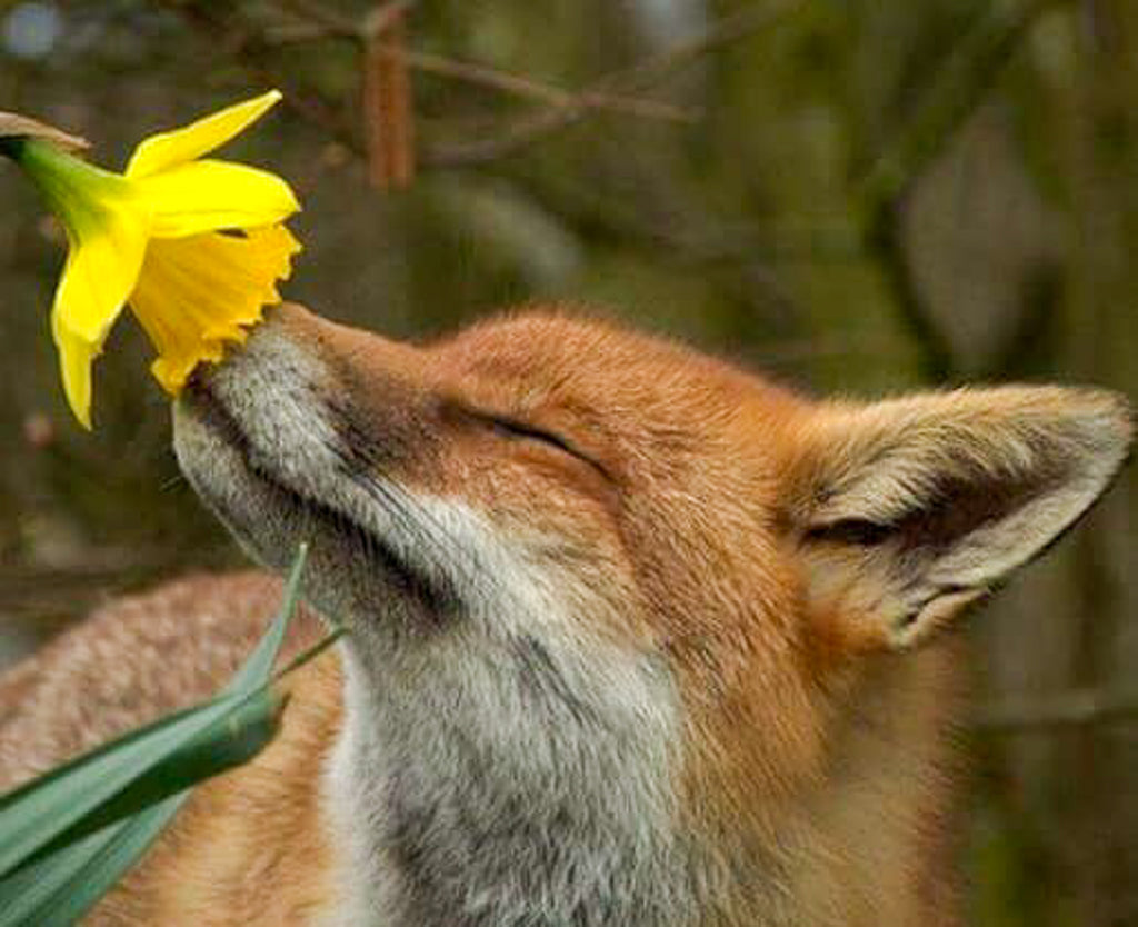 Fox smelling a daffodil