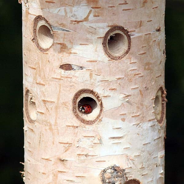 Siting a Ladybird/Beneficial Insect Tower with Pole; Ladybird finding a new home; Ladybird/Beneficial Insect Tower with Pole