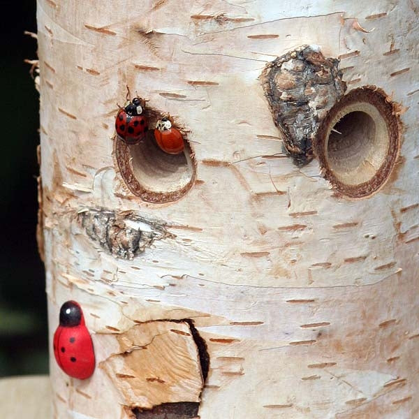 Siting a Ladybird/Beneficial Insect Tower with Pole; Ladybird finding a new home; Ladybird/Beneficial Insect Tower with Pole