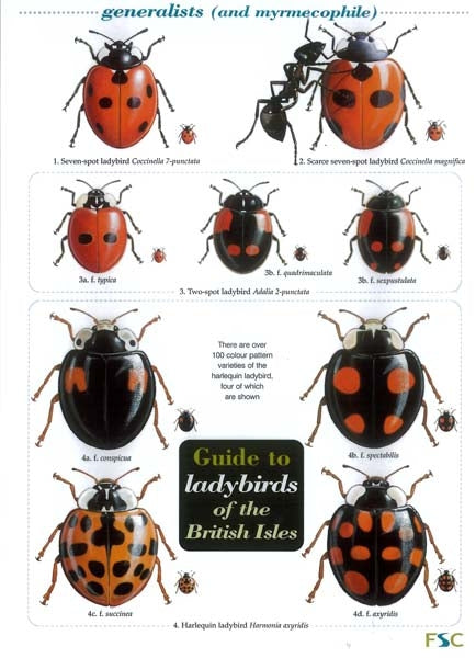 Ladybird Tower, Ladybird Food and guide; Ladybird Lovers Pack; Ladybird Lovers Pack; Siting a Ladybird/Beneficial Insect Tower with Pole