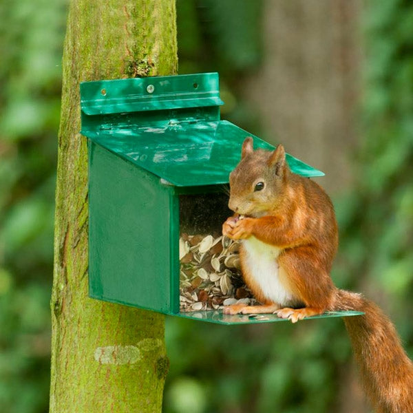 Large Capacity Squirrel Feeder; Metal Squirrel Feeder; Red Squirrel Feeder; Our Large Capacity Squirrel Feeder is the perfect feeding station for hungry squirrels. It holds up to 1.4kg of nuts and seeds and the flip top keeps food dry but allows access for squirrels while birds cannot take the food. Suitable for feeding squirrels mixed seeds peanuts or our specially prepared and calcium enriched squirrels foods.