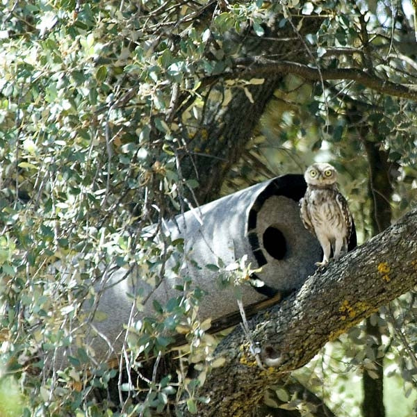 Little Owl Nest Box<br> Tree mounted little owl nest box occupied by breeding pair