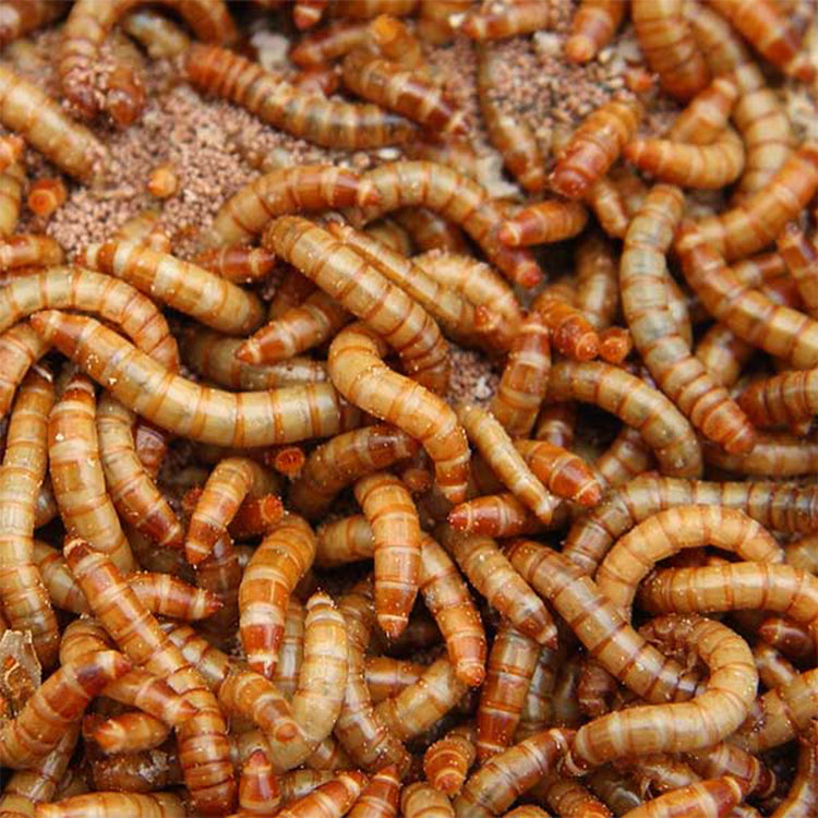 live mealworms with food 