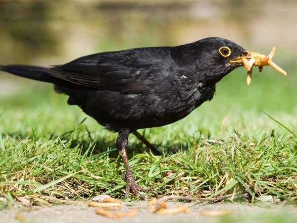 Live Mealworms for Birds; Live Mealworms; Blackbird feeding on Live Mealworms