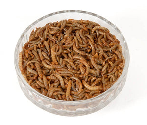 Mini Mealworms Livefood