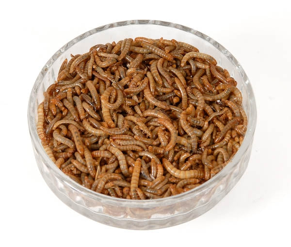 Mini Mealworms Livefood