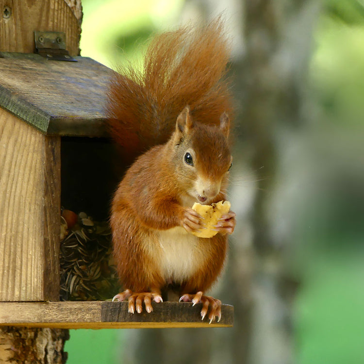 red squirrel eating banana chip