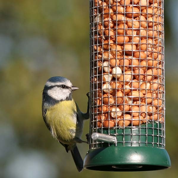 Premium Peanuts for birds; Blue tit enjoying peanut kernels; Attract more birds with high quality peanuts; A Blue Tit enjoying Premium Peanut Kernels