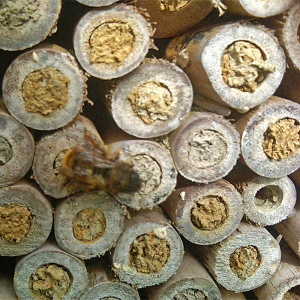Bee Tubes Wooden; Bees using Wooden Bee Tubes; Leafcutter Bee