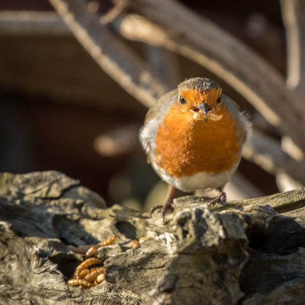 Robin Bird Food and Feeder Pack; Robin on a compact ground feeding tray; Ark Robin Friendly Premium can be fed on the ground; Robins love high protein mealworms