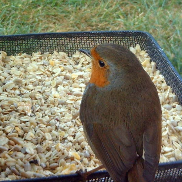 Robin Bird Food and Feeder Pack; Robin on a compact ground feeding tray; Ark Robin Friendly Premium can be fed on the ground; Robins love high protein mealworms