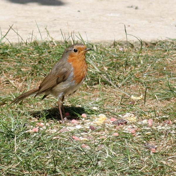 Robin Bird Food and Feeder Pack; Robin on a compact ground feeding tray; Ark Robin Friendly Premium can be fed on the ground; Robins love high protein mealworms